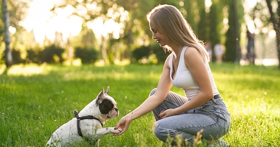 What Is The Right Age To Begin Preparing Your Doggy?