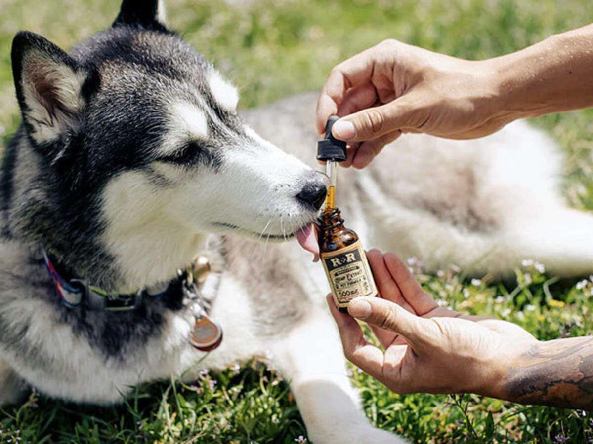 All You Need to Know About CBD Oil For Pets