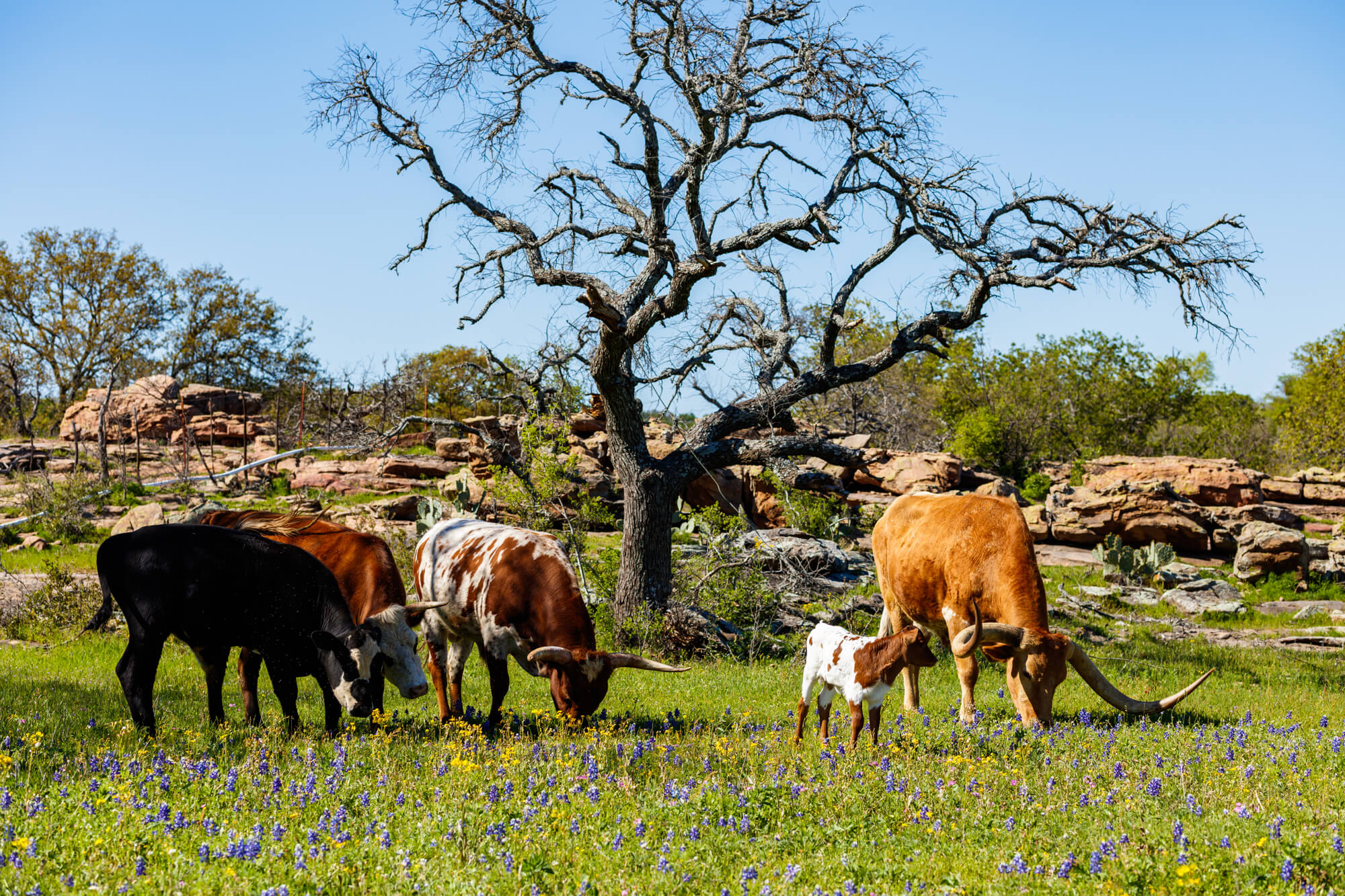 Buying a Ranch In West Texas: What You Need To Consider