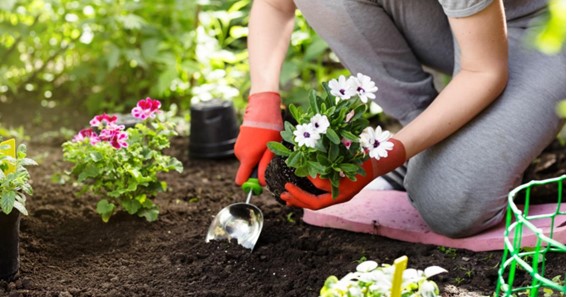 A Quick Guide to Gardening for Beginners